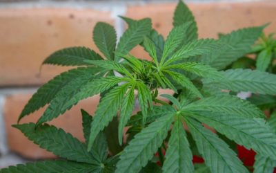 Cannabis – Hemp – Marijuana: Are they the same?