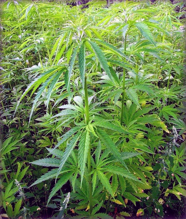Hemp-cannabis-plant