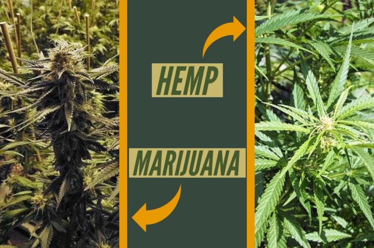 Cannabis Hemp Marijuana Are they the same? Ryan Schwantes