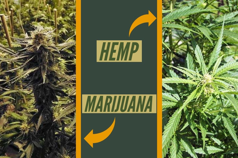 Hemp-vs-Marijuana