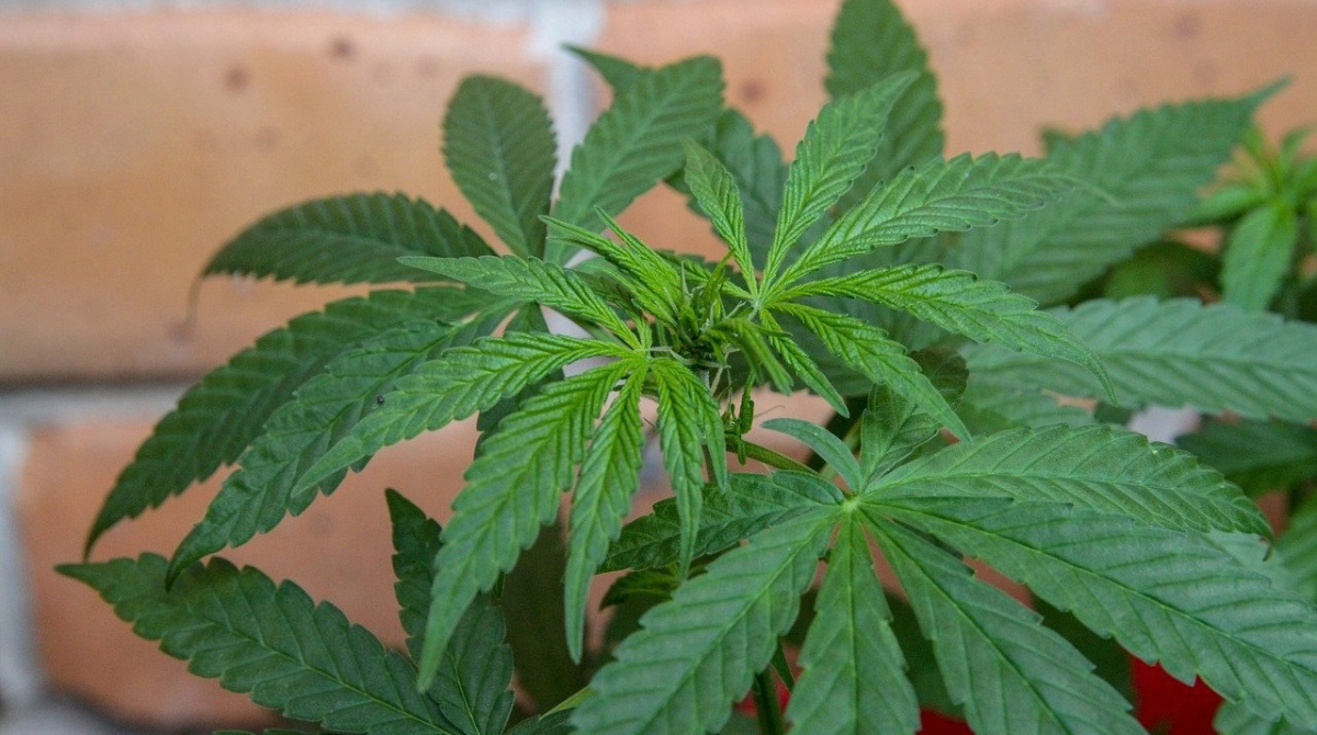 Cannabis – Hemp – Marijuana: Are they the same?